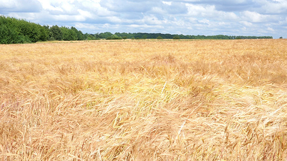 Wheat Field Against A Blue Sky