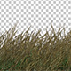 Grass Blowing Gently  - VideoHive Item for Sale