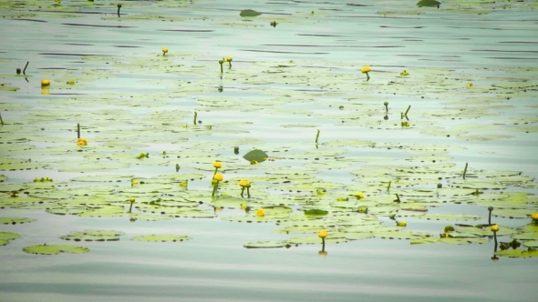 Water Lilies On The Lake