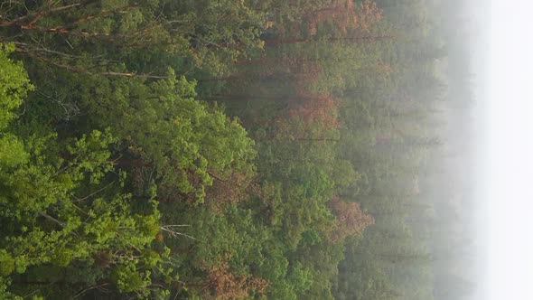 Vertical Video Fog in the Forest Aerial View