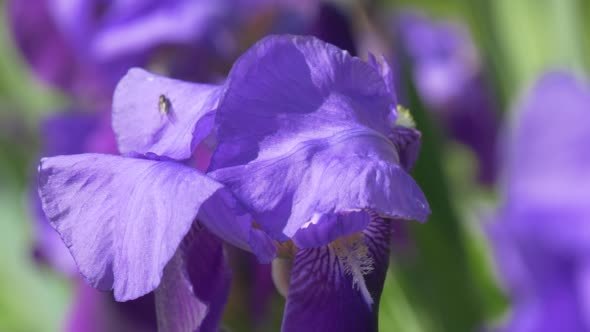 Violet Irise Blurred Flowers