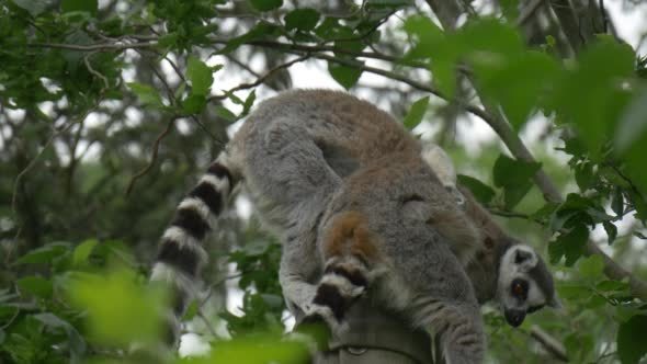 Two Lemurs