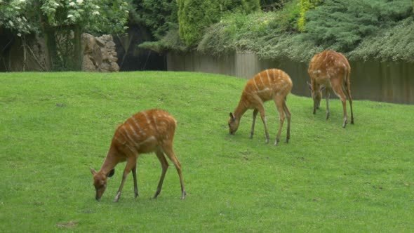 Doe, Three Female Deers Are Grazing