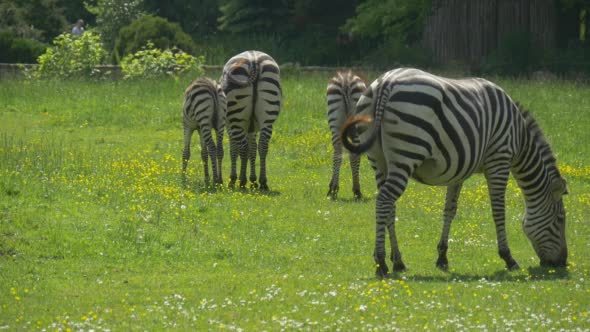 Four Zebras Through The Meadow, Walking Foreward,