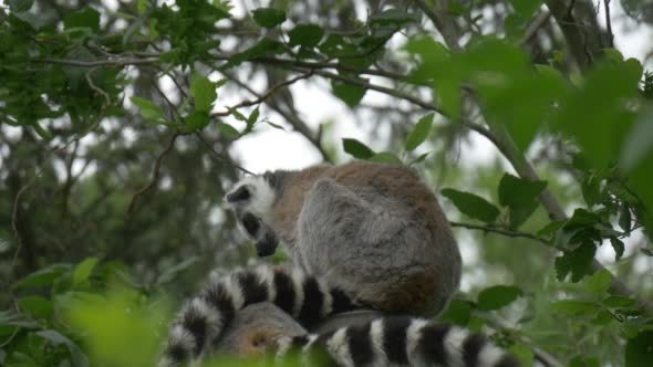 Lemurs on The Tree Branch, Tails, Backsides