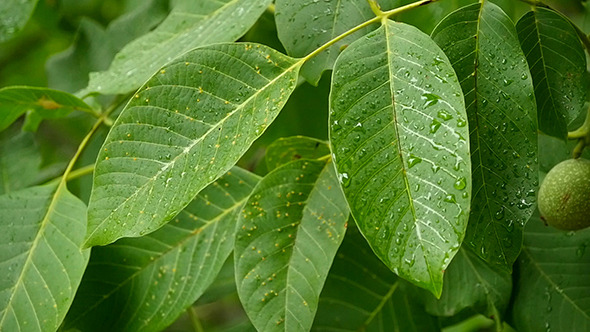 Branch Walnut During Heavy Downpour