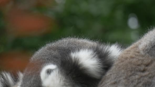 Embracing Lemurs Sitting, Jump Away, Tails