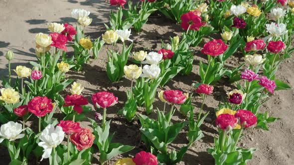 Multicolored Flowers Planted in Row in Spring Garden