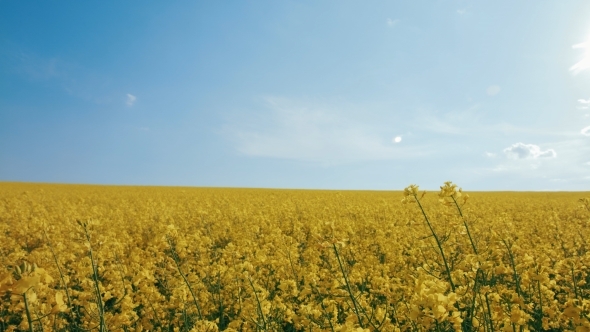 Rape Seed Flowers In Field With Blue