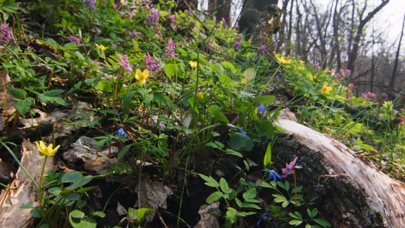 Primroses Flowers in Spring Forest