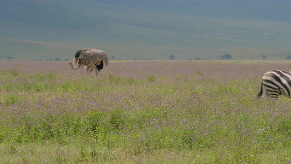 A herd of common zebras galopping in Serengeti National Park Tanzania - 4K / Videohive, Stock footage, Nature