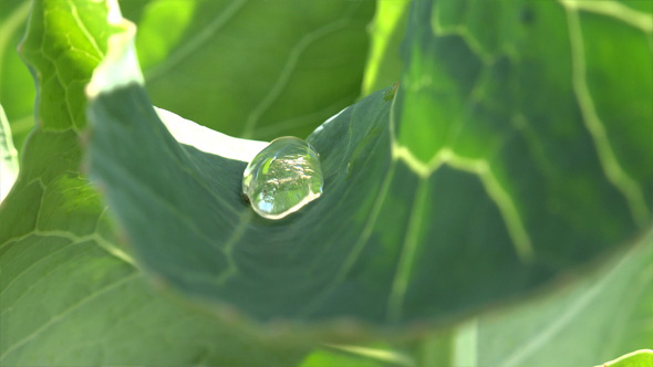 Dew Drops on a Leaf 3