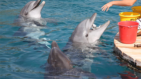 Feeding Dolphins