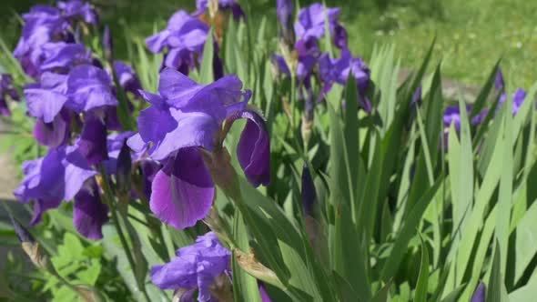 Violet Irises, Flowerbed on The Meadow, Single