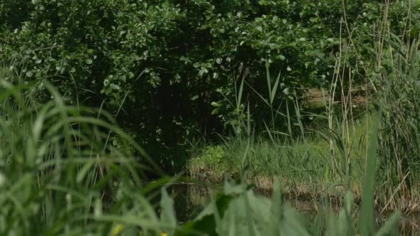 Pond, Bank of The Pond, Overgrown by Bushes And