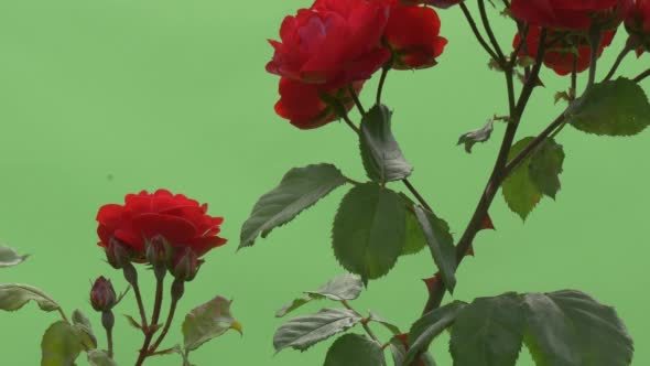 Red Rose Bush, Red Flowers on Branches, Thorns