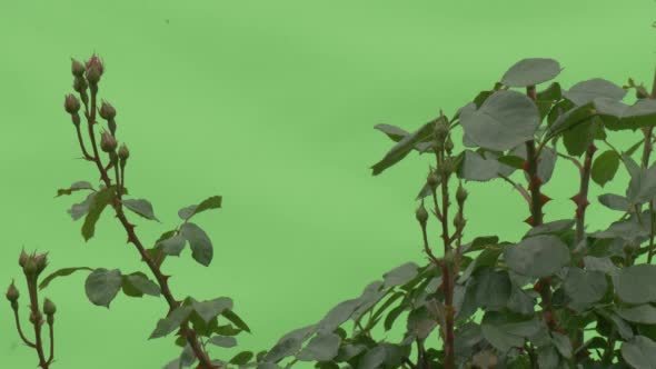 Top of Rose Bush, Buttons, No Flowers