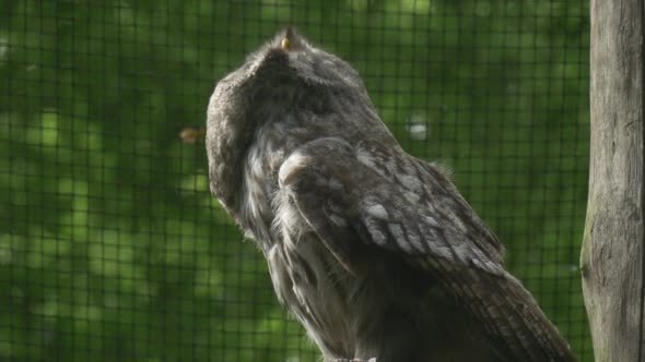 Great Grey Owl, Bird, Cage Grate, Fly Away