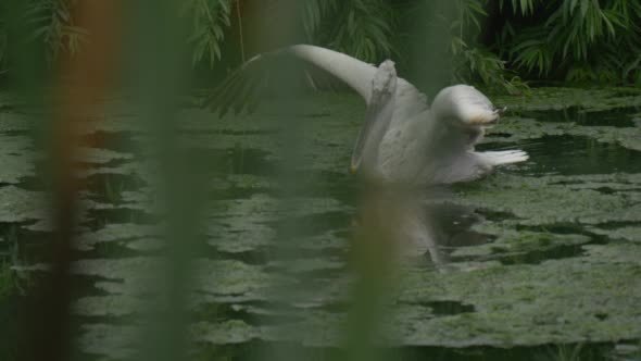 Pelecanus Rufescens