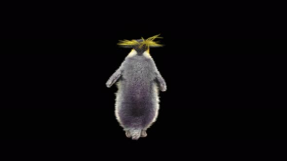 Penguin Dancing 4K