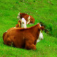 Young Calf on the Pasture Resting - VideoHive Item for Sale
