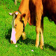 Old Cow Grazing Grass - VideoHive Item for Sale