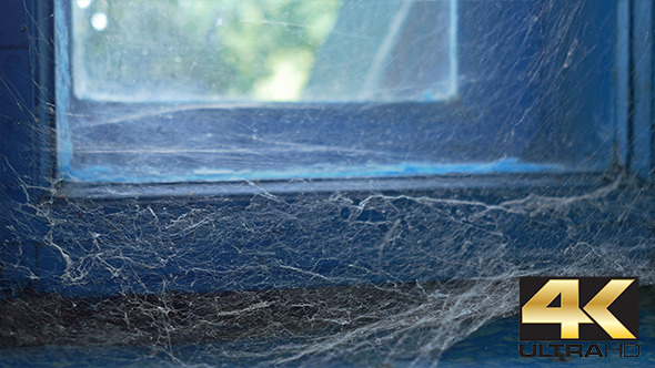 Spider Web on Old Window