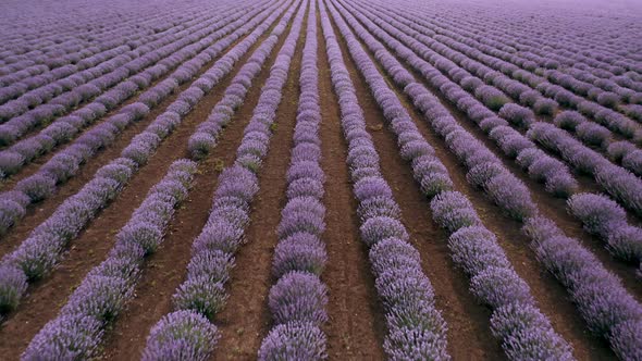 Aerial drone flight above large lavender field