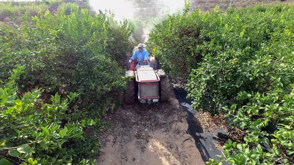 Tractor spraying pesticide and insecticide on lemon plantation