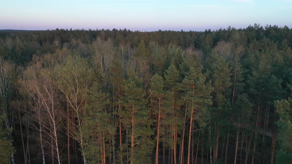 Flying Over the Forest