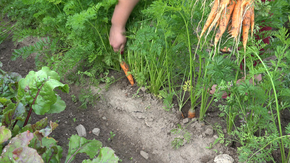 Carrots  6