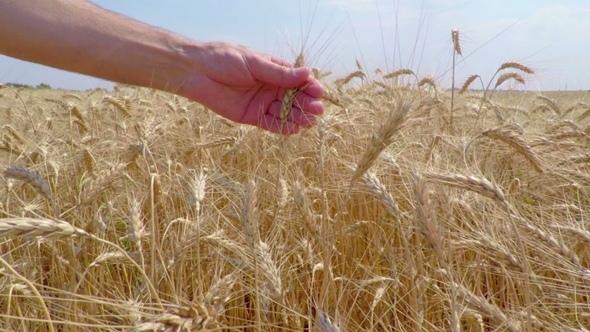 Wheat Grain in a Farmer Hands