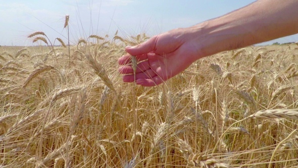 Wheat Grain in a Farmer Hands