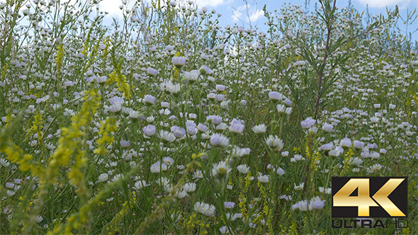 Herbs Bush And Flowers