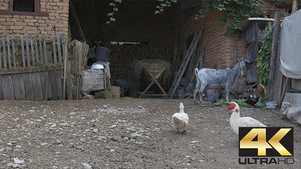 Livestock in Farmer Yard