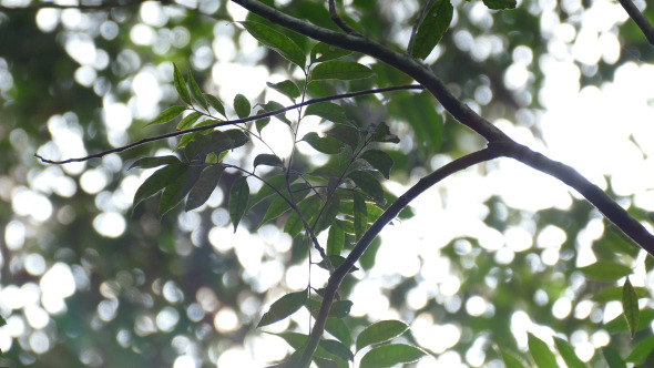 Leaves And Sunlight