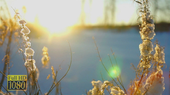 Sunset View of Field with Dry Grass