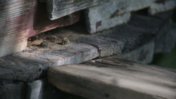 Bee Flying In Front Of a Beehive