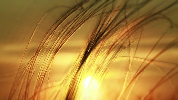 Grass Against The Setting Sun.