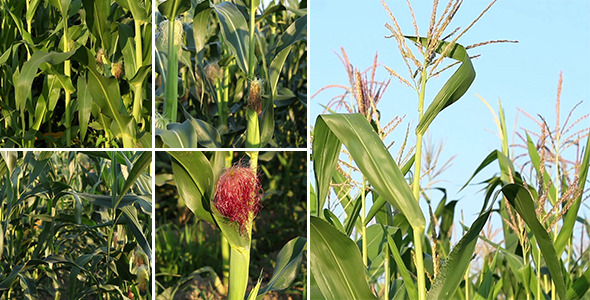 Corn Field Pack 2