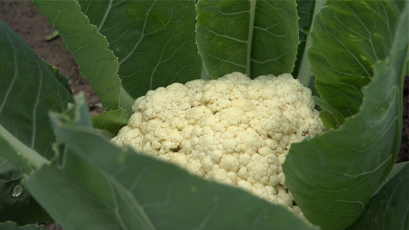 Cauliflower