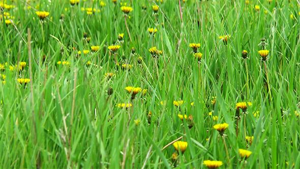 A Field of Dandelions