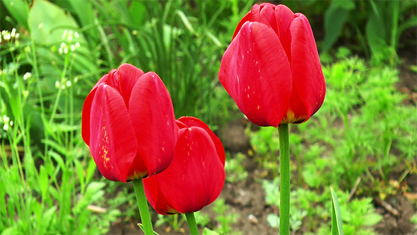 Three Tulip in the Garden