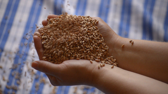 Wheat Grains Fill Woman Hands