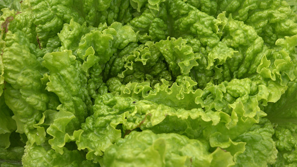 Lettuce or Salad Leaves 2