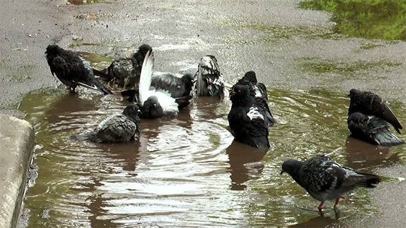 Pigeon Having a Bath After Rain