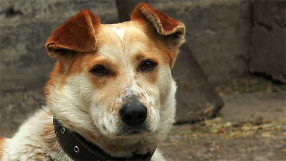 Red Dog Looking at the Camera