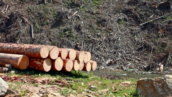 Cut Spruce Fir Tree Logs In Pile. Timber Industry.