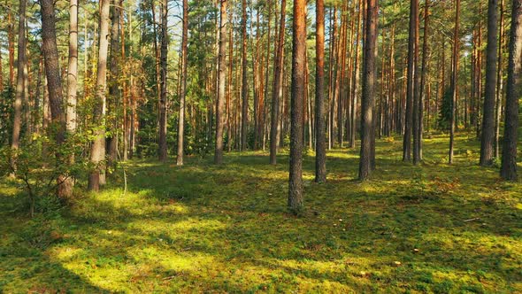 Flight Through Wild Autumn Forest