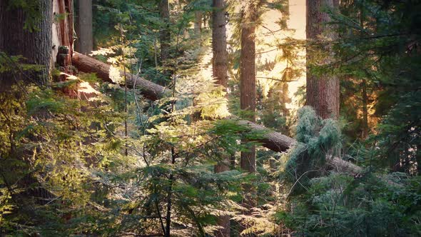 Sun Lights Up Woods With Pollen Blowing